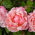 Roz - Trandafiri tîrîtori și cățărători, Rambler - Albertine